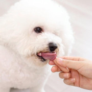 寵物零食犬用火腿腸組合裝18g*50